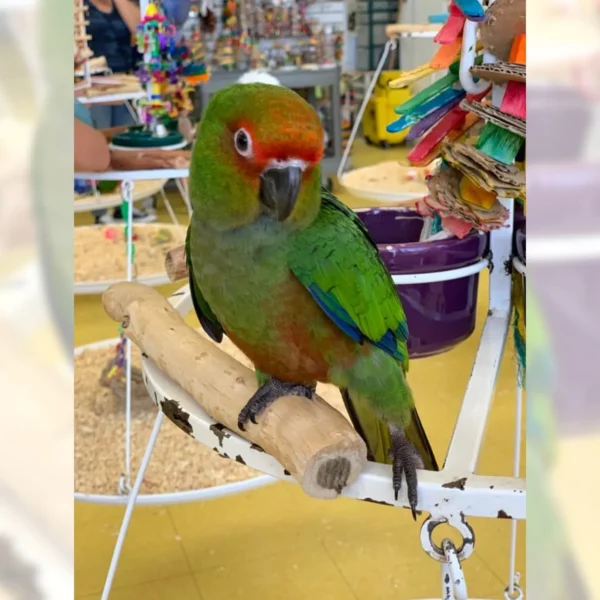 Gold Capped Conure, hand fed Gold Capped Conure, tame Gold Capped Conure, Todd Marcus Birds Exotic, Gold Capped Conure for sale, exotic conure, vaccinated conure, intelligent parrot, colorful bird, parrot breeder, exotic bird shipping, domestic bird shipping, international bird delivery, conure cage, parrot care, conure diet, exotic pets, parrot lovers, tropical birds, tamed parrot Gold Capped Conure, hand fed Gold Capped Conure, tame Gold Capped Conure, Todd Marcus Birds Exotic, Gold Capped Conure for sale, exotic conure, vaccinated conure, intelligent parrot, colorful bird, parrot breeder, exotic bird shipping, domestic bird shipping, international bird delivery, conure cage, parrot care, conure diet, exotic pets, parrot lovers, tropical birds, tamed parrot