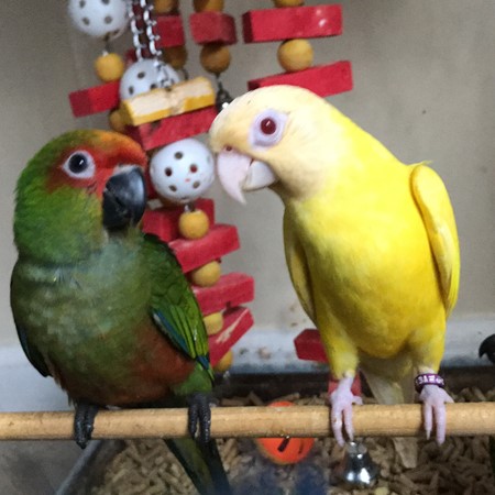 Gold Capped Conure