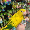 Golden Conure, hand fed Golden Conure, tame Golden Conure, Golden Conure for sale, Todd Marcus Birds Exotic, vaccinated conure, intelligent parrot, talking parrot, exotic birds, exotic bird shipping, domestic bird delivery, international bird shipping, tropical parrot, conure cage, conure diet, parrot care, exotic pets, parrot breeders, social birds, trained parrots Golden Conure, hand fed Golden Conure, tame Golden Conure, Golden Conure for sale, Todd Marcus Birds Exotic, vaccinated conure, intelligent parrot, talking parrot, exotic birds, exotic bird shipping, domestic bird delivery, international bird shipping, tropical parrot, conure cage, conure diet, parrot care, exotic pets, parrot breeders, social birds, trained parrots