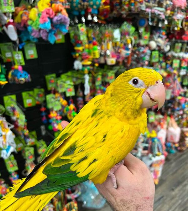 Golden Conure, hand fed Golden Conure, tame Golden Conure, Golden Conure for sale, Todd Marcus Birds Exotic, vaccinated conure, intelligent parrot, talking parrot, exotic birds, exotic bird shipping, domestic bird delivery, international bird shipping, tropical parrot, conure cage, conure diet, parrot care, exotic pets, parrot breeders, social birds, trained parrots Golden Conure, hand fed Golden Conure, tame Golden Conure, Golden Conure for sale, Todd Marcus Birds Exotic, vaccinated conure, intelligent parrot, talking parrot, exotic birds, exotic bird shipping, domestic bird delivery, international bird shipping, tropical parrot, conure cage, conure diet, parrot care, exotic pets, parrot breeders, social birds, trained parrots