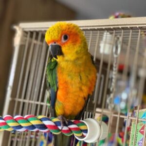 Golden Conure