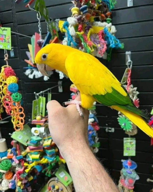Golden Conure, hand fed Golden Conure, tame Golden Conure, Golden Conure for sale, Todd Marcus Birds Exotic, vaccinated conure, intelligent parrot, talking parrot, exotic birds, exotic bird shipping, domestic bird delivery, international bird shipping, tropical parrot, conure cage, conure diet, parrot care, exotic pets, parrot breeders, social birds, trained parrots Golden Conure, hand fed Golden Conure, tame Golden Conure, Golden Conure for sale, Todd Marcus Birds Exotic, vaccinated conure, intelligent parrot, talking parrot, exotic birds, exotic bird shipping, domestic bird delivery, international bird shipping, tropical parrot, conure cage, conure diet, parrot care, exotic pets, parrot breeders, social birds, trained parrots