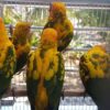 Golden Conure