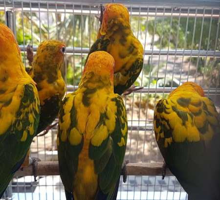 Golden Conure4 Golden Conure
