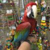 Greem wings Green Winged Macaw