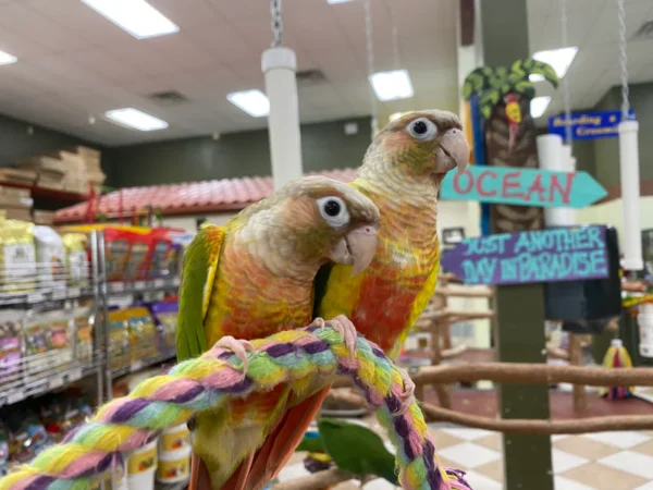 Green Cheek Conure, hand fed Green Cheek Conure, tame conure, Todd Marcus Birds Exotic, conure for sale, parrot breeder, exotic conure, intelligent parrot, friendly conure, vaccinated conure, domestic bird shipping, international parrot shipping, conure diet, parrot care, exotic bird sale, conure cage, healthy conure, social parrot, conure lover Green Cheek Conure, hand fed Green Cheek Conure, tame conure, Todd Marcus Birds Exotic, conure for sale, parrot breeder, exotic conure, intelligent parrot, friendly conure, vaccinated conure, domestic bird shipping, international parrot shipping, conure diet, parrot care, exotic bird sale, conure cage, healthy conure, social parrot, conure lover