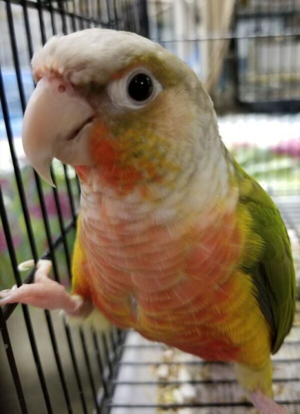 Green Cheek Conure, hand fed Green Cheek Conure, tame conure, Todd Marcus Birds Exotic, conure for sale, parrot breeder, exotic conure, intelligent parrot, friendly conure, vaccinated conure, domestic bird shipping, international parrot shipping, conure diet, parrot care, exotic bird sale, conure cage, healthy conure, social parrot, conure lover Green Cheek Conure, hand fed Green Cheek Conure, tame conure, Todd Marcus Birds Exotic, conure for sale, parrot breeder, exotic conure, intelligent parrot, friendly conure, vaccinated conure, domestic bird shipping, international parrot shipping, conure diet, parrot care, exotic bird sale, conure cage, healthy conure, social parrot, conure lover