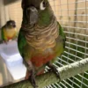 Green Cheek Conure, hand fed Green Cheek Conure, tame conure, Todd Marcus Birds Exotic, conure for sale, parrot breeder, exotic conure, intelligent parrot, friendly conure, vaccinated conure, domestic bird shipping, international parrot shipping, conure diet, parrot care, exotic bird sale, conure cage, healthy conure, social parrot, conure lover Green Cheek Conure, hand fed Green Cheek Conure, tame conure, Todd Marcus Birds Exotic, conure for sale, parrot breeder, exotic conure, intelligent parrot, friendly conure, vaccinated conure, domestic bird shipping, international parrot shipping, conure diet, parrot care, exotic bird sale, conure cage, healthy conure, social parrot, conure lover