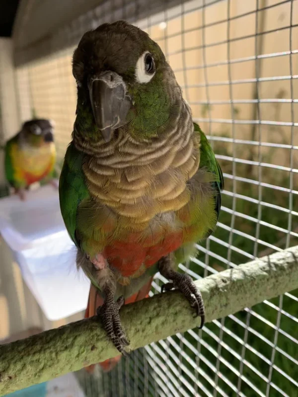 Green Cheek Conure, hand fed Green Cheek Conure, tame conure, Todd Marcus Birds Exotic, conure for sale, parrot breeder, exotic conure, intelligent parrot, friendly conure, vaccinated conure, domestic bird shipping, international parrot shipping, conure diet, parrot care, exotic bird sale, conure cage, healthy conure, social parrot, conure lover Green Cheek Conure, hand fed Green Cheek Conure, tame conure, Todd Marcus Birds Exotic, conure for sale, parrot breeder, exotic conure, intelligent parrot, friendly conure, vaccinated conure, domestic bird shipping, international parrot shipping, conure diet, parrot care, exotic bird sale, conure cage, healthy conure, social parrot, conure lover