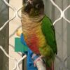 Green Cheek Conure