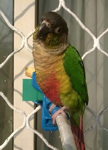 Green Cheek Conure