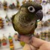 Green-Cheeked Conure, Handfed Conure, Tame Parrot, Healthy Exotic Bird, Intelligent Pet Bird, Safe Bird Shipping, Marcus Exotic Bird Green-Cheeked Conure, Handfed Conure, Tame Parrot, Healthy Exotic Bird, Intelligent Pet Bird, Safe Bird Shipping, Marcus Exotic Bird