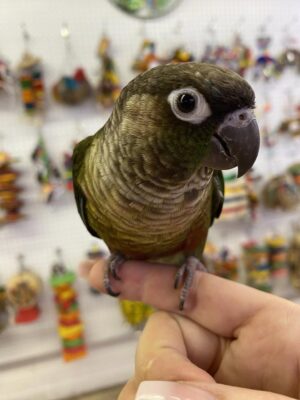 Green-Cheeked Conure, Handfed Conure, Tame Parrot, Healthy Exotic Bird, Intelligent Pet Bird, Safe Bird Shipping, Marcus Exotic Bird Green-Cheeked Conure, Handfed Conure, Tame Parrot, Healthy Exotic Bird, Intelligent Pet Bird, Safe Bird Shipping, Marcus Exotic Bird