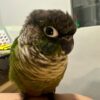 Green-Cheeked Conure, Handfed Conure, Tame Parrot, Healthy Exotic Bird, Intelligent Pet Bird, Safe Bird Shipping, Marcus Exotic Bird Green-Cheeked Conure, Handfed Conure, Tame Parrot, Healthy Exotic Bird, Intelligent Pet Bird, Safe Bird Shipping, Marcus Exotic Bird