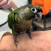 Green-Cheeked Conure, Handfed Conure, Tame Parrot, Healthy Exotic Bird, Intelligent Pet Bird, Safe Bird Shipping, Marcus Exotic Bird Green-Cheeked Conure, Handfed Conure, Tame Parrot, Healthy Exotic Bird, Intelligent Pet Bird, Safe Bird Shipping, Marcus Exotic Bird