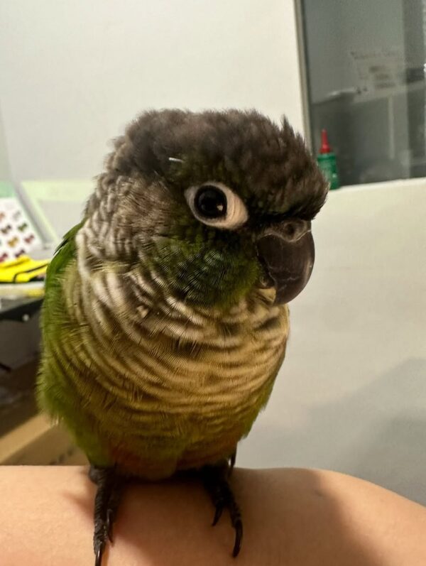 Green-Cheeked Conure, Handfed Conure, Tame Parrot, Healthy Exotic Bird, Intelligent Pet Bird, Safe Bird Shipping, Marcus Exotic Bird Green-Cheeked Conure, Handfed Conure, Tame Parrot, Healthy Exotic Bird, Intelligent Pet Bird, Safe Bird Shipping, Marcus Exotic Bird