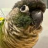 Green-Cheeked Conure, Handfed Conure, Tame Parrot, Healthy Exotic Bird, Intelligent Pet Bird, Safe Bird Shipping, Marcus Exotic Bird Green-Cheeked Conure, Handfed Conure, Tame Parrot, Healthy Exotic Bird, Intelligent Pet Bird, Safe Bird Shipping, Marcus Exotic Bird