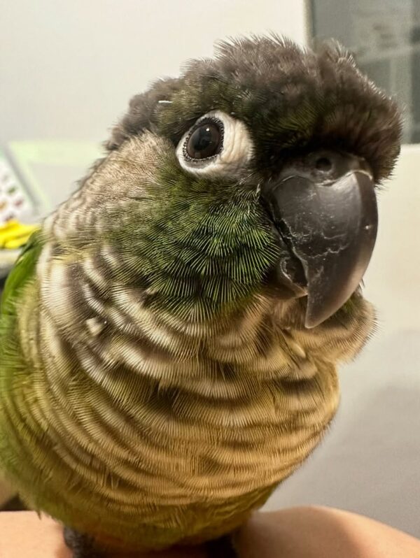 Green-Cheeked Conure, Handfed Conure, Tame Parrot, Healthy Exotic Bird, Intelligent Pet Bird, Safe Bird Shipping, Marcus Exotic Bird Green-Cheeked Conure, Handfed Conure, Tame Parrot, Healthy Exotic Bird, Intelligent Pet Bird, Safe Bird Shipping, Marcus Exotic Bird