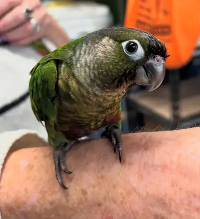 Green-Cheeked Conure, Handfed Conure, Tame Parrot, Healthy Exotic Bird, Intelligent Pet Bird, Safe Bird Shipping, Marcus Exotic Bird Green-Cheeked Conure, Handfed Conure, Tame Parrot, Healthy Exotic Bird, Intelligent Pet Bird, Safe Bird Shipping, Marcus Exotic Bird