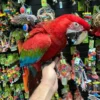 Green-Wing-Macaw-for-Sale (1) Green Winged Macaw