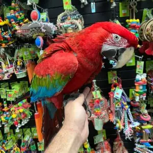 Green-Wing-Macaw-for-Sale (1) Green Winged Macaw