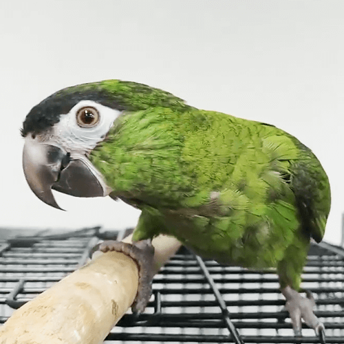 Hahn’s Macaw Hahn’s Macaw for sale Red-shouldered Macaw Mini macaw species Small talking parrot Parrots for apartments Beginner-friendly macaw Small macaws with big personality Best parrot for first-time owners Talking parrots under 12 inches Parrot food with hemp seeds Mini macaw cage size Trainable parrots Long-living small parrots Affordable macaws for home Hahn’s Macaw Hahn’s Macaw for sale Red-shouldered Macaw Mini macaw species Small talking parrot Parrots for apartments Beginner-friendly macaw Small macaws with big personality Best parrot for first-time owners Talking parrots under 12 inches Parrot food with hemp seeds Mini macaw cage size Trainable parrots Long-living small parrots Affordable macaws for home