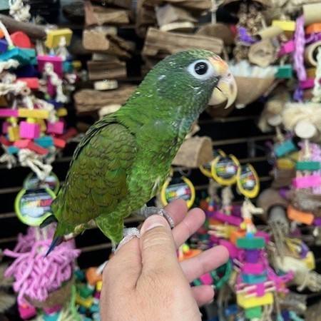 Handfed White-Capped Pionus, Health care for Pionus, Intelligent pet birds, Safe White-Capped Shipping White-Capped Pionus Parrot, Handfed White-Capped Pionus, Rare Pionus Parrot, Exotic Pet Bird, Intelligent Pet Parrot, Social Tropical Bird, Playful Pionus Companion, Calm Family Parrot, Healthy Exotic Bird, Handfed Tropical Parrot, Tame Parrot for Sale, Safe Bird Shipping, Todd Marcus Birds Exotic