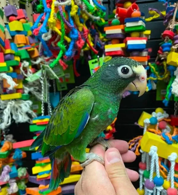 White-Capped Pionus Parrot, Handfed White-Capped Pionus, Rare Pionus Parrot, Exotic Pet Bird, Intelligent Pet Parrot, Social Tropical Bird, Playful Pionus Companion, Calm Family Parrot, Healthy Exotic Bird, Handfed Tropical Parrot, Tame Parrot for Sale, Safe Bird Shipping, Todd Marcus Birds Exotic White-Capped Pionus Parrot, Handfed White-Capped Pionus, Rare Pionus Parrot, Exotic Pet Bird, Intelligent Pet Parrot, Social Tropical Bird, Playful Pionus Companion, Calm Family Parrot, Healthy Exotic Bird, Handfed Tropical Parrot, Tame Parrot for Sale, Safe Bird Shipping, Todd Marcus Birds Exotic