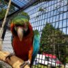 Harlequin Macaw