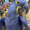 Hyacinth Macaw for sale USA Hand-fed Hyacinth Macaw Tame Hyacinth Macaw parrot Blue Hyacinth Macaw price Largest parrot species Exotic macaws for sale Legal Hyacinth Macaw breeder Hyacinth Macaw care guide Hulled hemp seeds for macaws Long-living companion parrots Best food for Hyacinth Macaw Cage requirements for Hyacinth Macaws