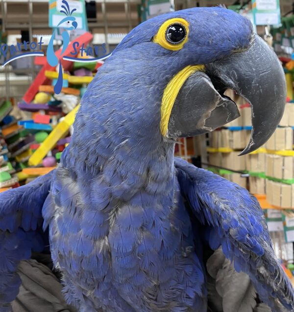 Hyacinth Macaw for sale USA Hand-fed Hyacinth Macaw Tame Hyacinth Macaw parrot Blue Hyacinth Macaw price Largest parrot species Exotic macaws for sale Legal Hyacinth Macaw breeder Hyacinth Macaw care guide Hulled hemp seeds for macaws Long-living companion parrots Best food for Hyacinth Macaw Cage requirements for Hyacinth Macaws