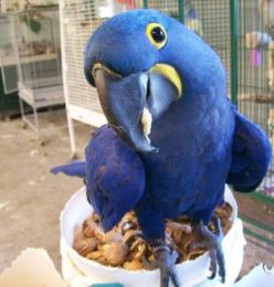 Hyacinth Macaw for sale USA Hand-fed Hyacinth Macaw Tame Hyacinth Macaw parrot Blue Hyacinth Macaw price Largest parrot species Exotic macaws for sale Legal Hyacinth Macaw breeder Hyacinth Macaw care guide Hulled hemp seeds for macaws Long-living companion parrots Best food for Hyacinth Macaw Cage requirements for Hyacinth Macaws