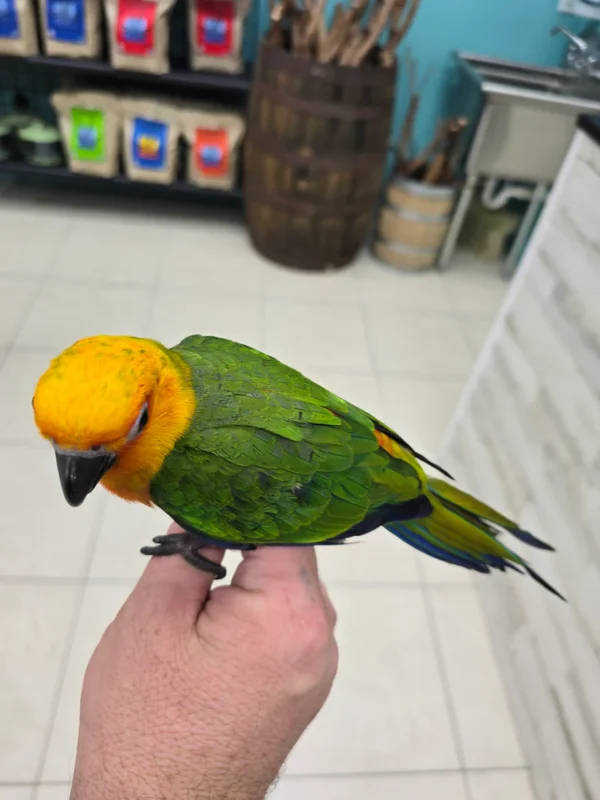 Jenday Conure, hand fed Jenday Conure, tame Jenday Conure, Todd Marcus Birds Exotic, Jenday Conure for sale, exotic conure, parrot breeder, vaccinated conure, colorful parrot, intelligent conure, conure diet, parrot shipping, domestic parrot shipping, international bird shipping, conure cage, exotic birds, parrot lover, conure care, tamed parrot Jenday Conure, hand fed Jenday Conure, tame Jenday Conure, Todd Marcus Birds Exotic, Jenday Conure for sale, exotic conure, parrot breeder, vaccinated conure, colorful parrot, intelligent conure, conure diet, parrot shipping, domestic parrot shipping, international bird shipping, conure cage, exotic birds, parrot lover, conure care, tamed parrot