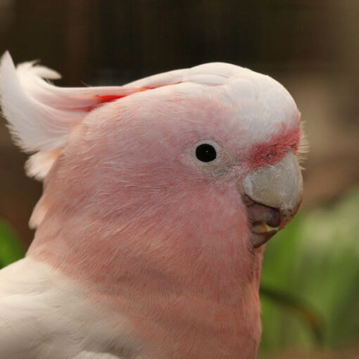 Major Mitchell’s Cockatoo Major Mitchell’s Cockatoo