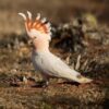 Major Mitchell’s Cockatoo
