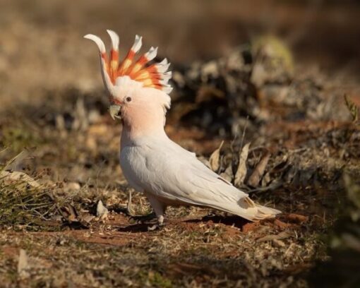 Major Mitchell’s Cockatoo2 Major Mitchell’s Cockatoo