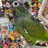 Maximilian’s Pionus Parrot, Handfed Maximilian’s Pionus, Tame Exotic Parrot, Healthy Parrot Birds, Intelligent Pet Parrots, Social Pionus Bird, Playful Parrot Companion, Rare Pionus Parrot, Tropical Pet Bird, Calm Pet Parrot, Safe Bird Shipping, Marcus Exotic Birds