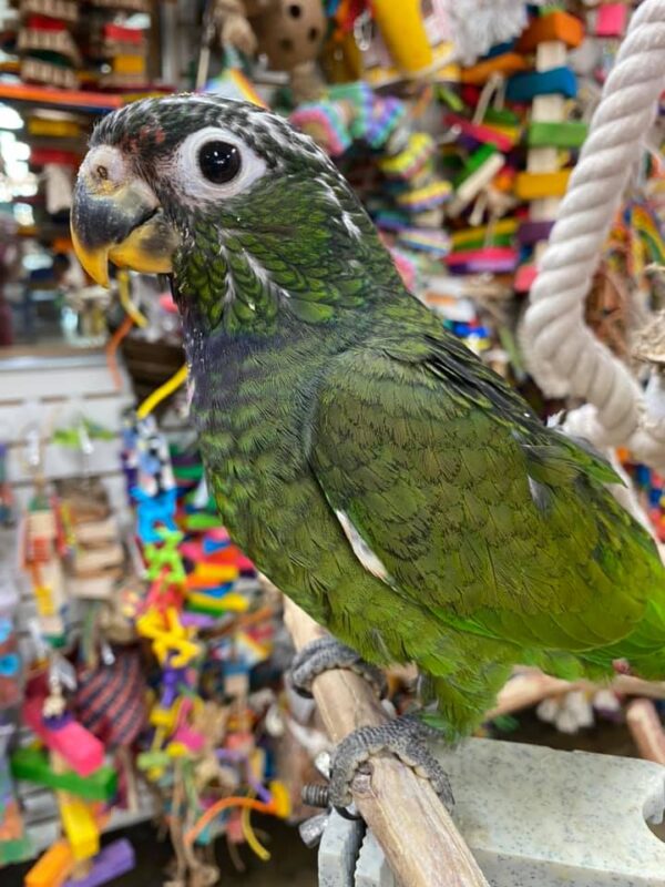 Maximilian’s Pionus Parrot, Handfed Maximilian’s Pionus, Tame Exotic Parrot, Healthy Parrot Birds, Intelligent Pet Parrots, Social Pionus Bird, Playful Parrot Companion, Rare Pionus Parrot, Tropical Pet Bird, Calm Pet Parrot, Safe Bird Shipping, Marcus Exotic Birds
