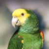 Mealy Amazon
