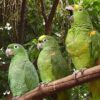 Mealy Amazon