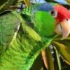 Mexican Red Headed Amazon