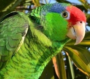 Mexican-Red-Headed-Amazon-1-300x262 Mexican Red Headed Amazon