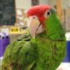 Mexican Red Headed Amazon, hand-fed parrot, tamed parrot, vaccinated parrot, exotic bird care, parrot nutrition, parrot grooming, pet parrots for sale, parrot toys, parrot cages
