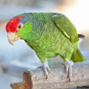 Mexican-Red-Headed-Amazon-2-300x300 Mexican Red Headed Amazon