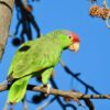 Mexican Red Headed Amazon