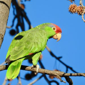 Mexican-Red-Headed-Amazon-3-300x300 Mexican Red Headed Amazon