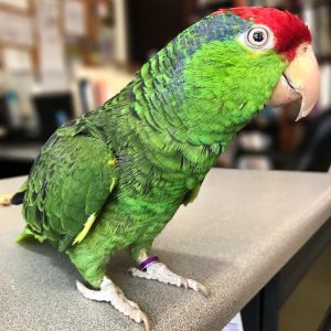 Mexican Red Headed Amazon