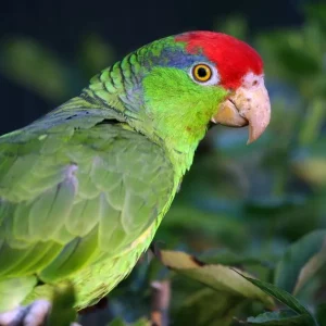 Mexican-Red-Headed-Amazon-5-1-300x300 Mexican Red Headed Amazon