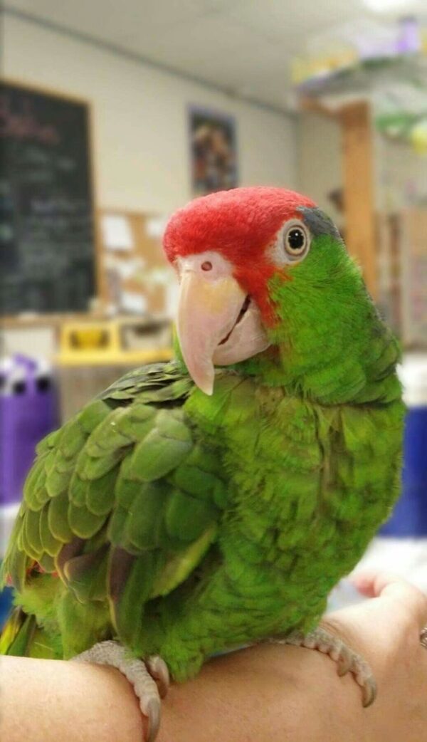 Mexican Red Headed Amazon, hand-fed parrot, tamed parrot, vaccinated parrot, exotic bird care, parrot nutrition, parrot grooming, pet parrots for sale, parrot toys, parrot cages