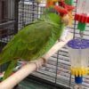 Mexican Red Headed Amazon, hand-fed parrot, tamed parrot, vaccinated parrot, exotic bird care, parrot nutrition, parrot grooming, pet parrots for sale, parrot toys, parrot cages